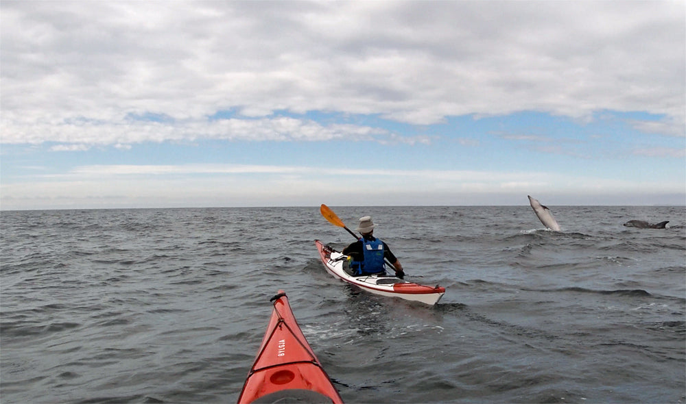 Norse Bylgjas paddling gentle Cornish seas with Dolphins