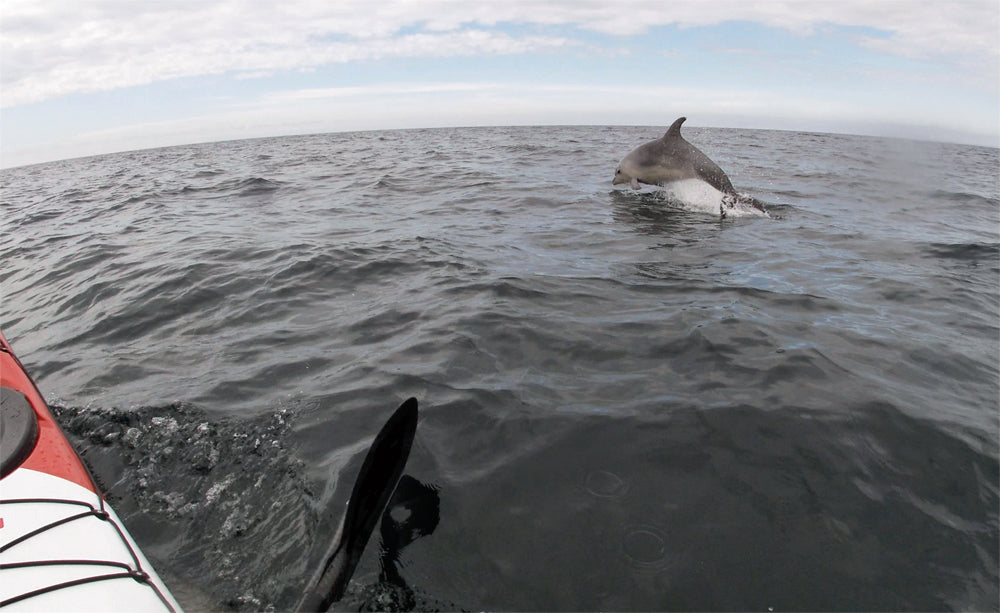 Norse Bylgja paddling off Looe with Bottlenose Dolphin